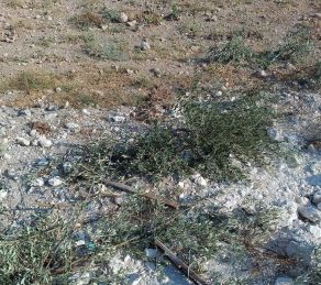 terre agricole palestinienne ravagée à Salfit