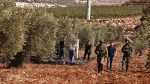 les soldats d'occupation empêchent les Palestinien de cueillir les olives